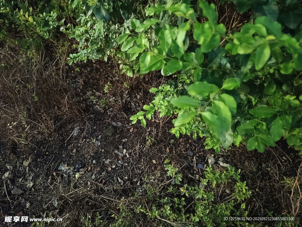 地面绿植与土壤景观