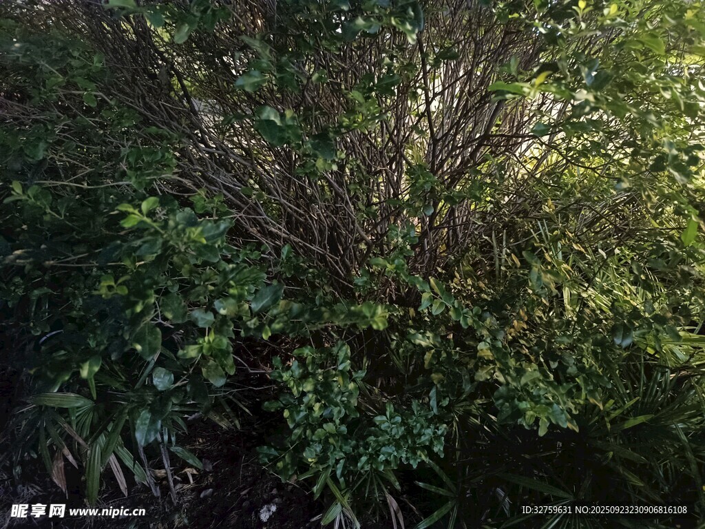 茂密绿植景观