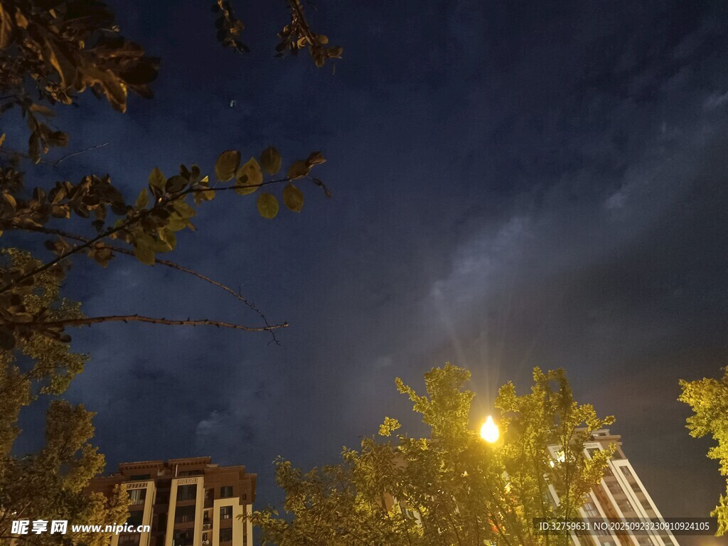 夜幕下的城市树木与灯光