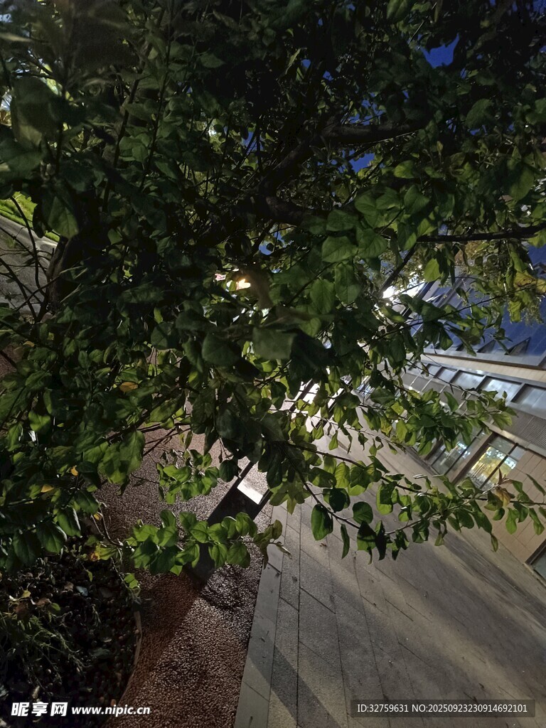 路边繁茂绿植与夜色景象