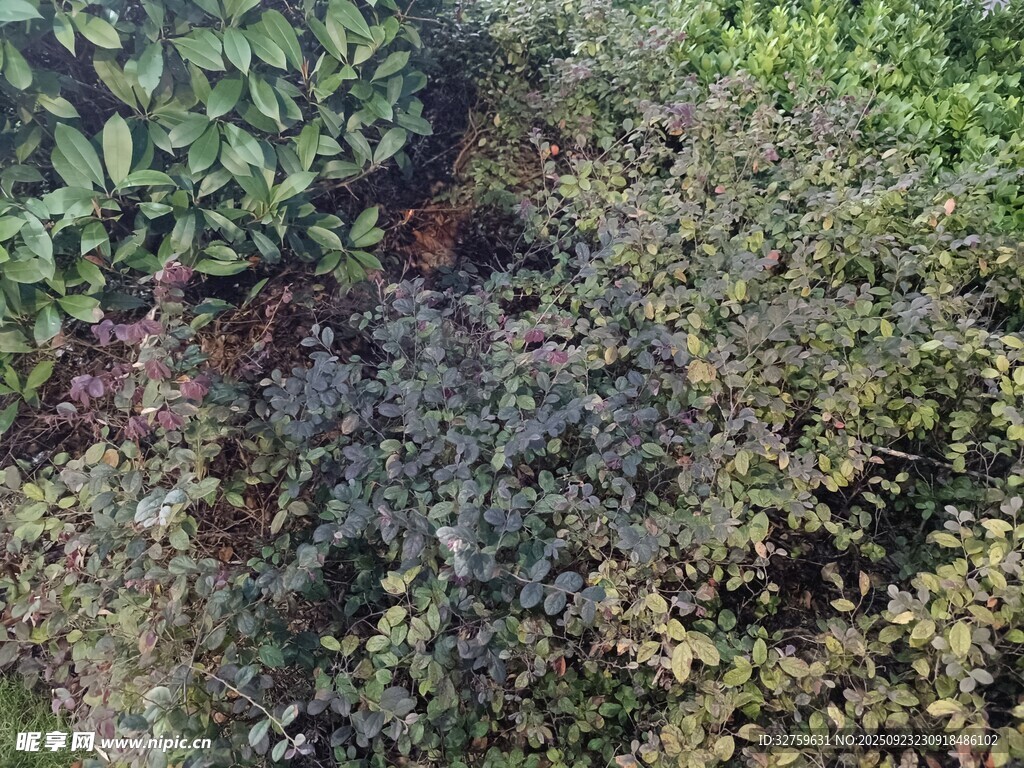 繁茂绿植景观