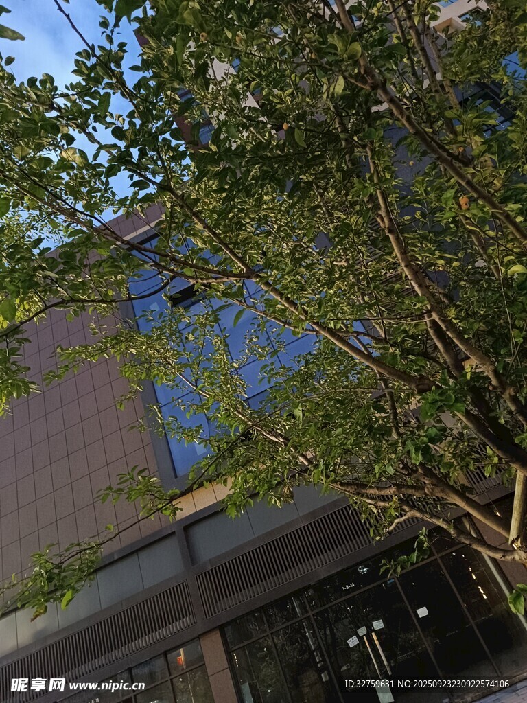 绿叶掩映下的建筑一角