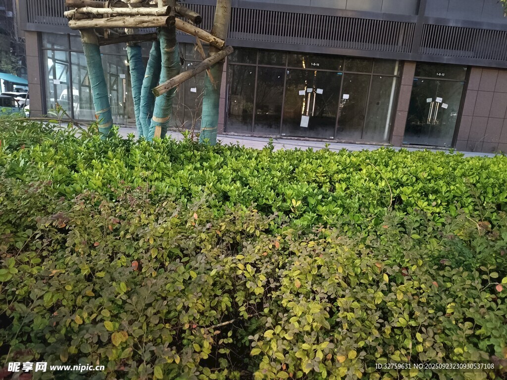 户外绿植景观一角
