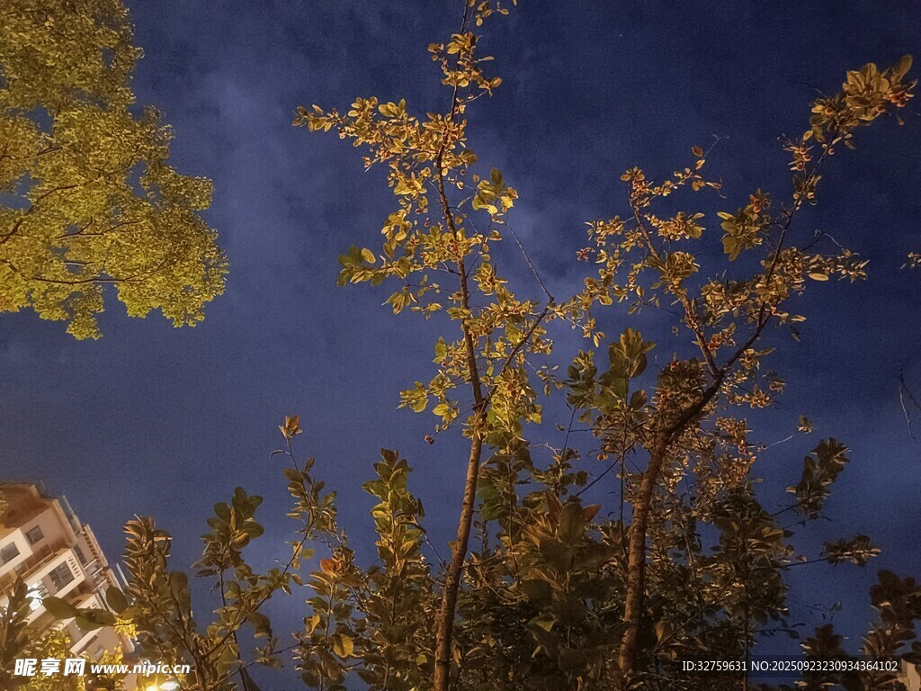 夜幕下的树木剪影