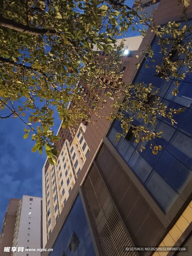 城市楼宇间的繁茂枝叶