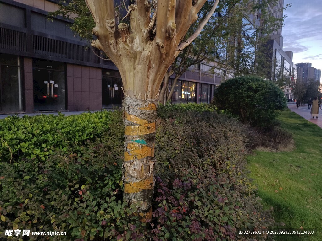 街边树干与周边绿植景观