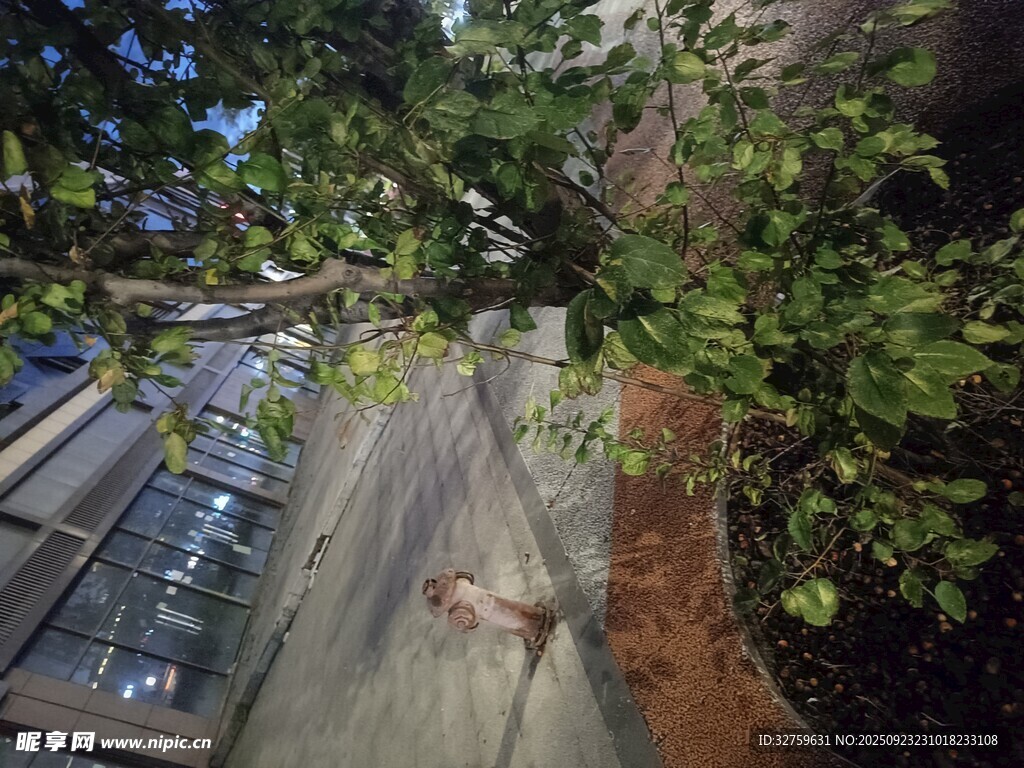 庭院绿植环绕的静谧小径