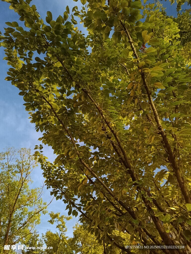 仰视葱郁树冠蓝天背景