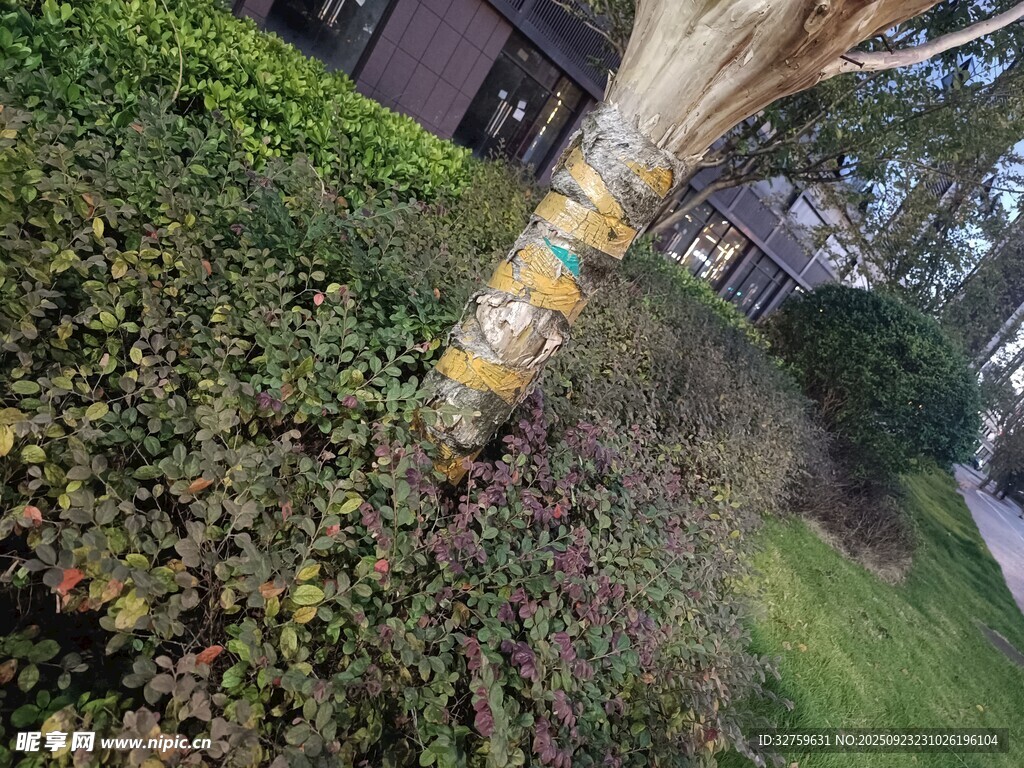 倾斜电线杆陷入绿植中