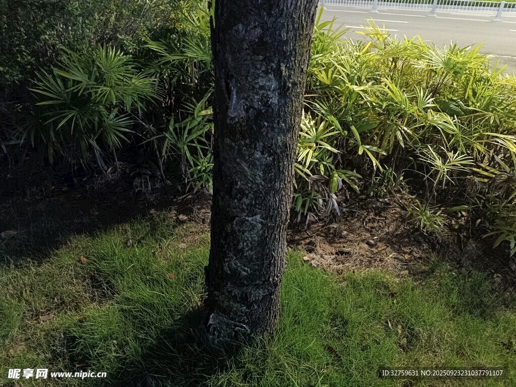 树干旁的绿植景观