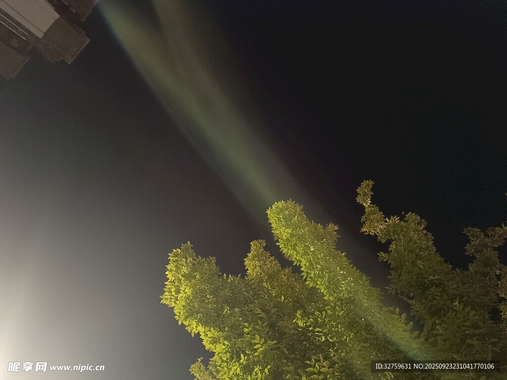 夜空下的葱郁树木