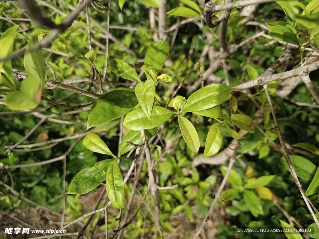 绿叶繁茂的灌木植物