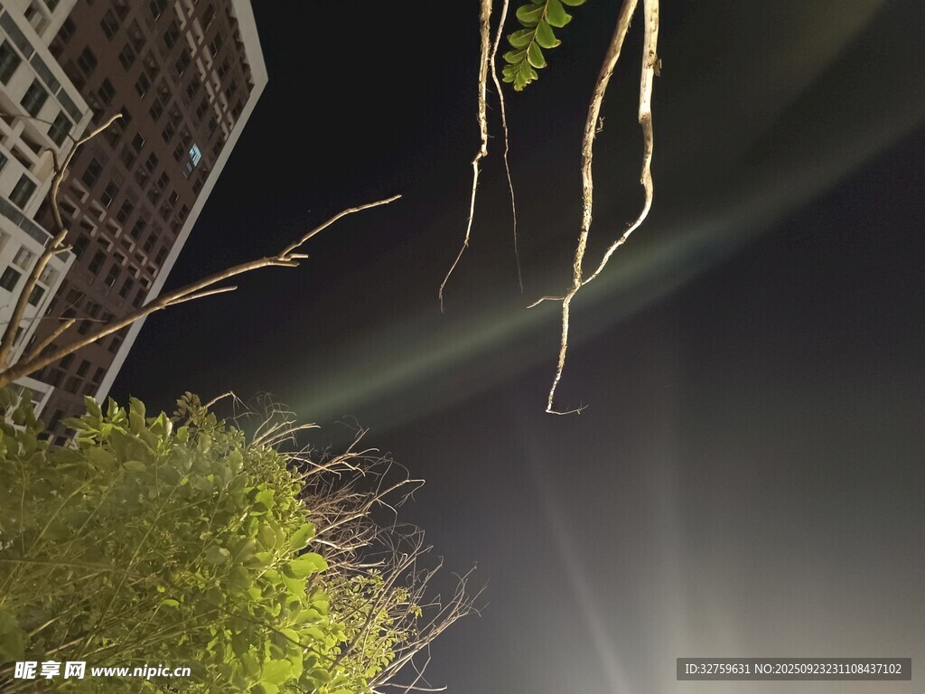 夜空下的绿植与建筑轮廓