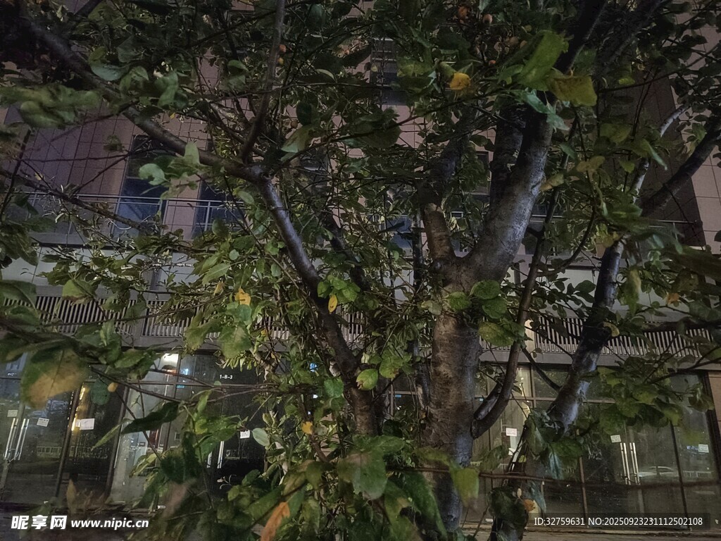 雨夜中繁茂树木与建筑