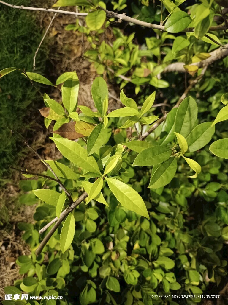 翠绿繁茂的植物枝叶