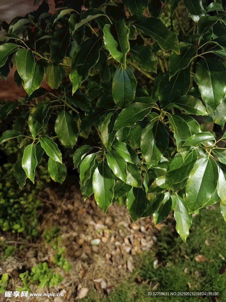 绿叶覆盖的地面景象