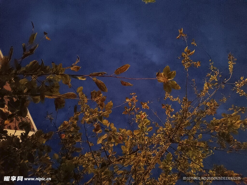 夜空下的金黄树叶