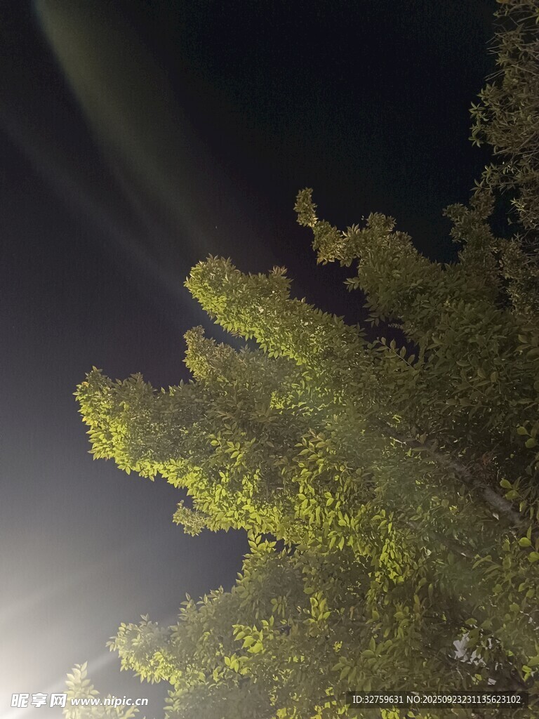 夜空下的葱郁树梢