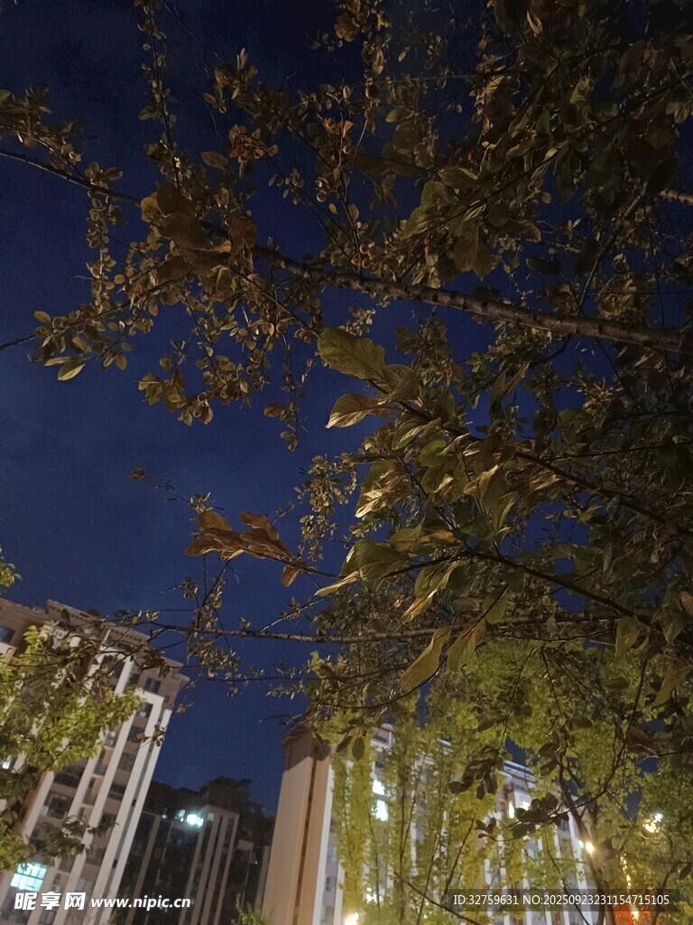 城市夜景下的树木与建筑