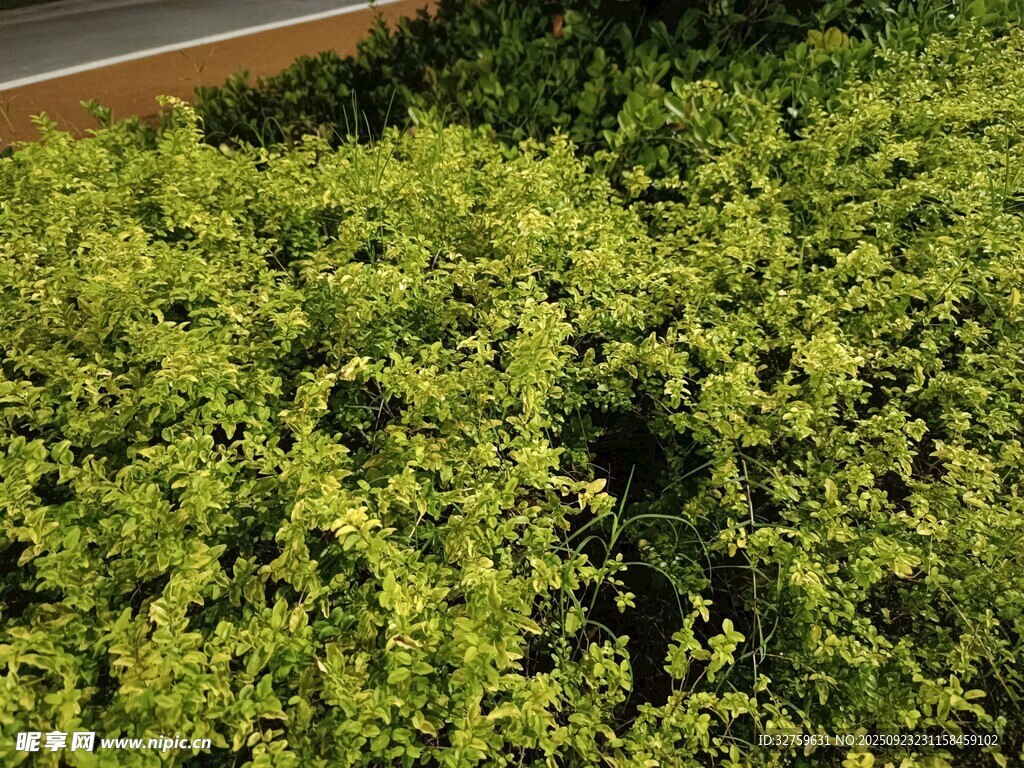 翠绿繁茂的低矮灌木丛