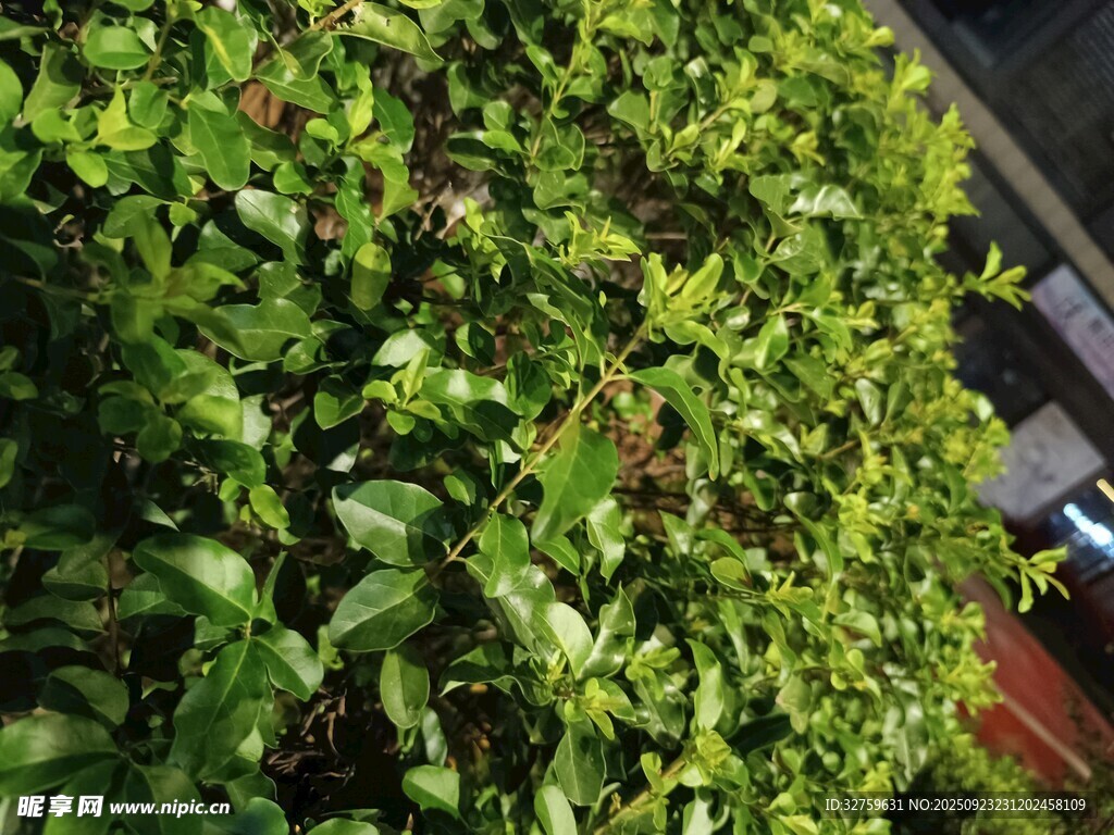绿意盎然的垂直绿植墙