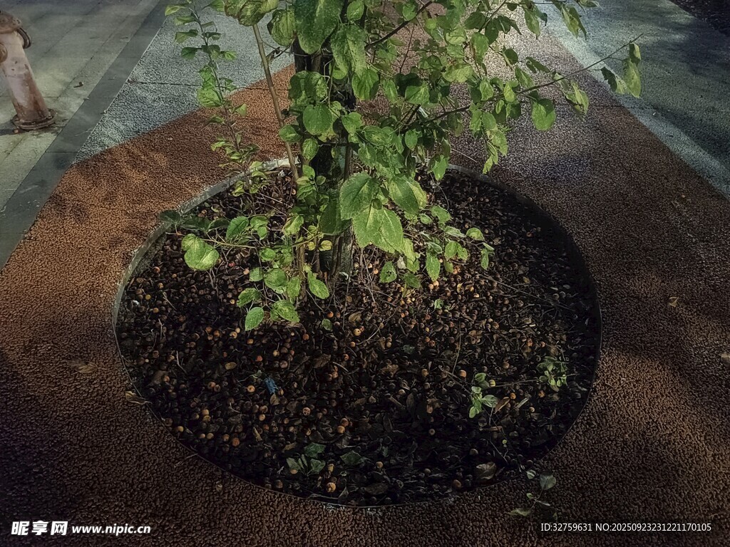 盆栽绿植