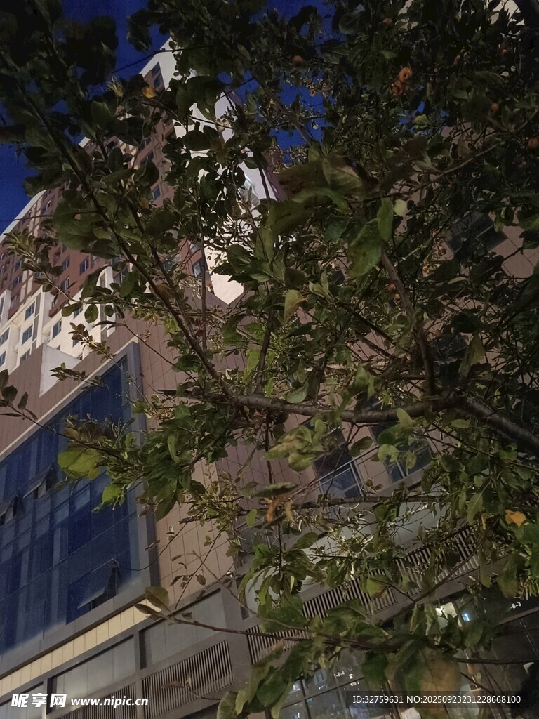 夜色中枝叶掩映下的建筑