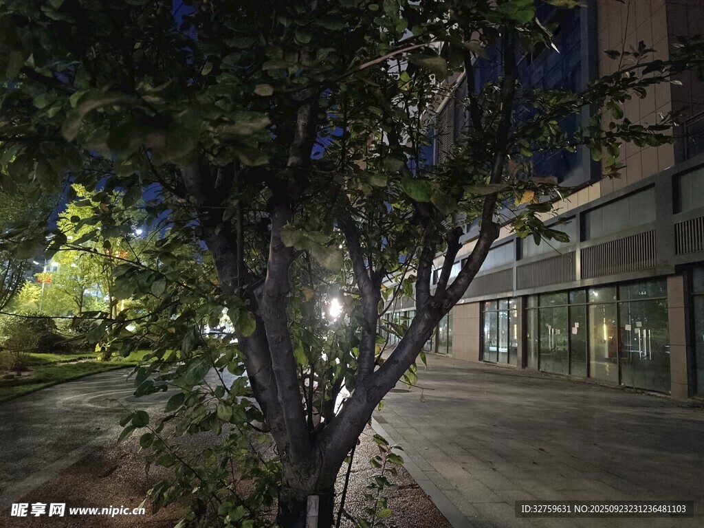 夜晚街道旁的绿植与建筑