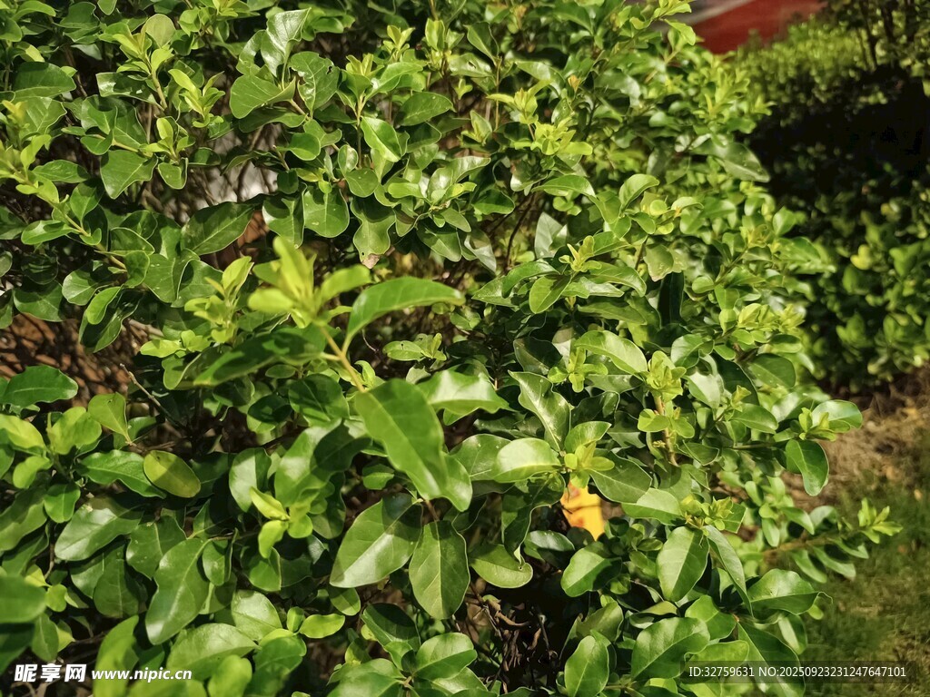 翠绿繁茂的灌木丛