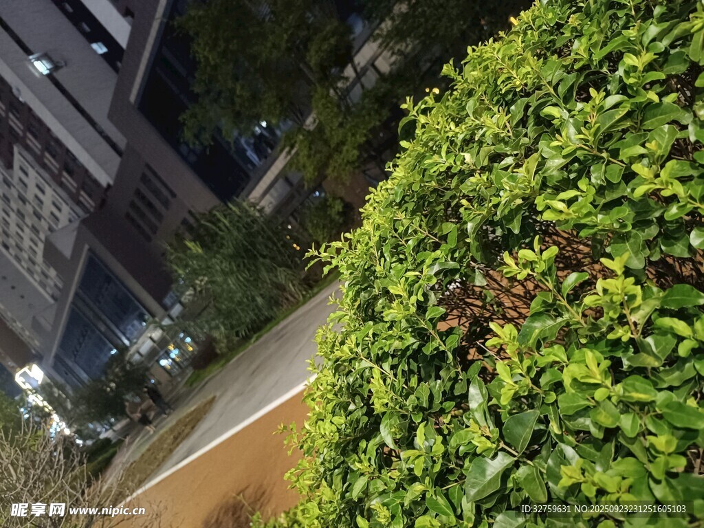 路边翠绿繁茂的绿植景观