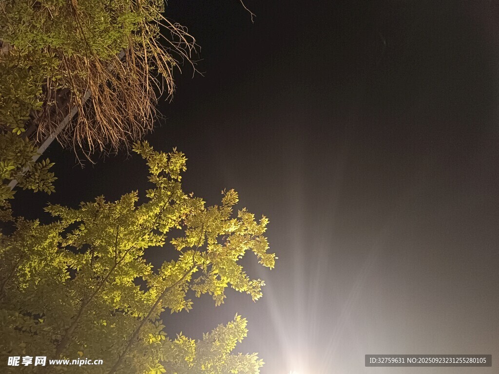 夜幕下的树木与朦胧光线
