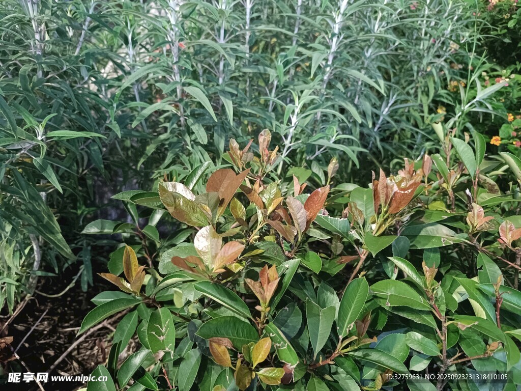 多彩绿植景观