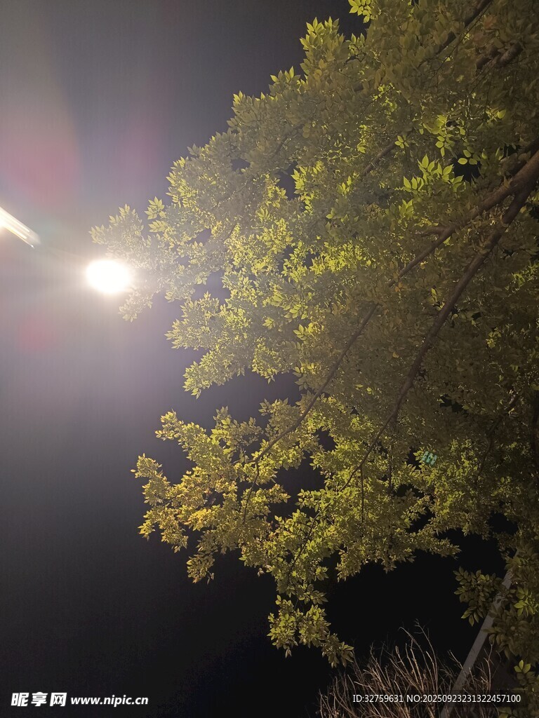 夜中树影与明亮路灯