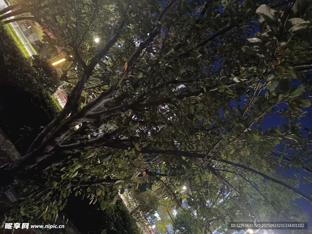 夜晚下的繁茂树木