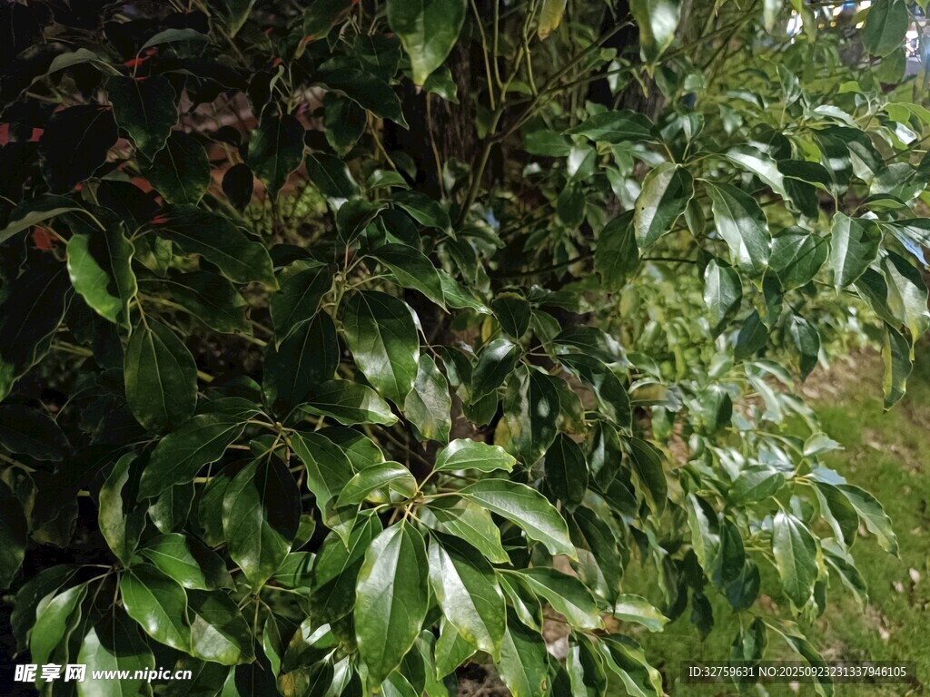 绿叶繁茂的植物景象