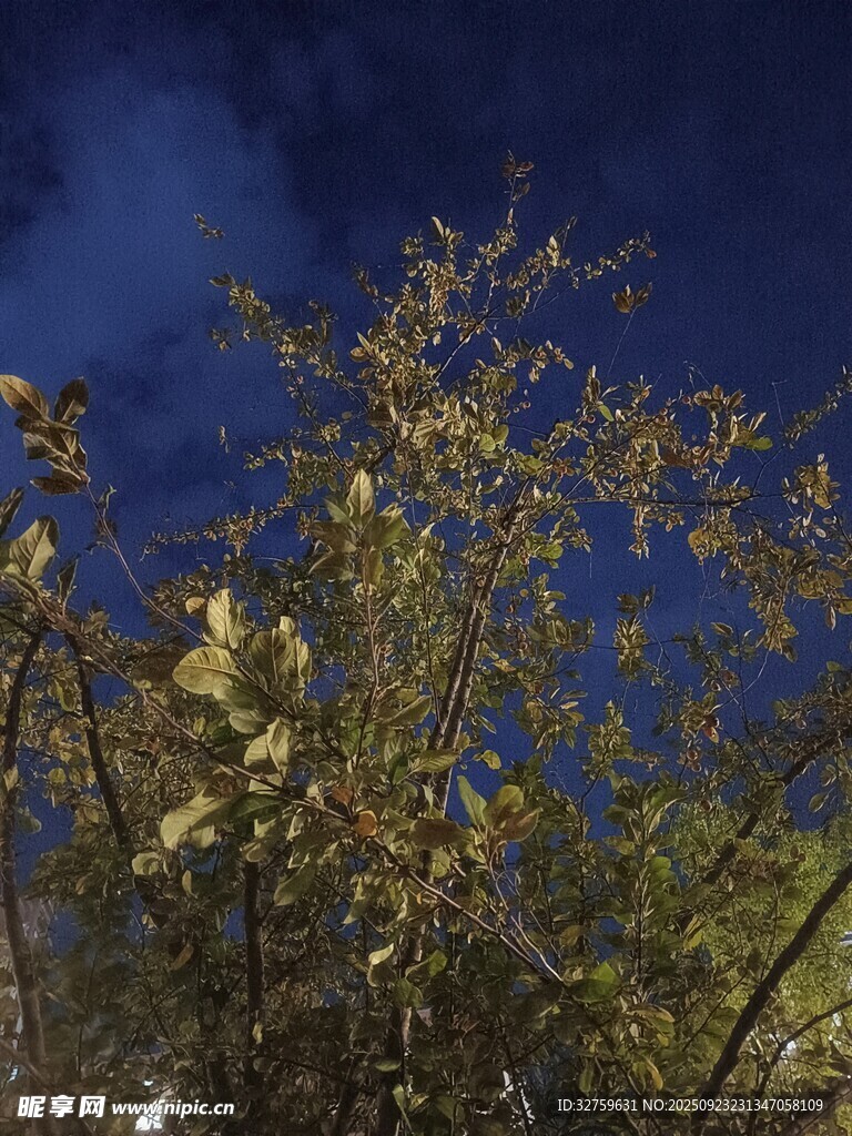 夜空下的繁茂枝叶