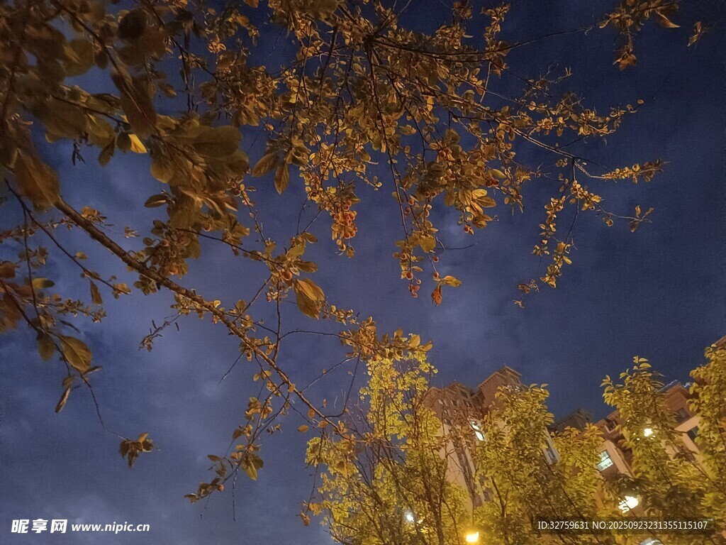 夜幕下的金黄树叶