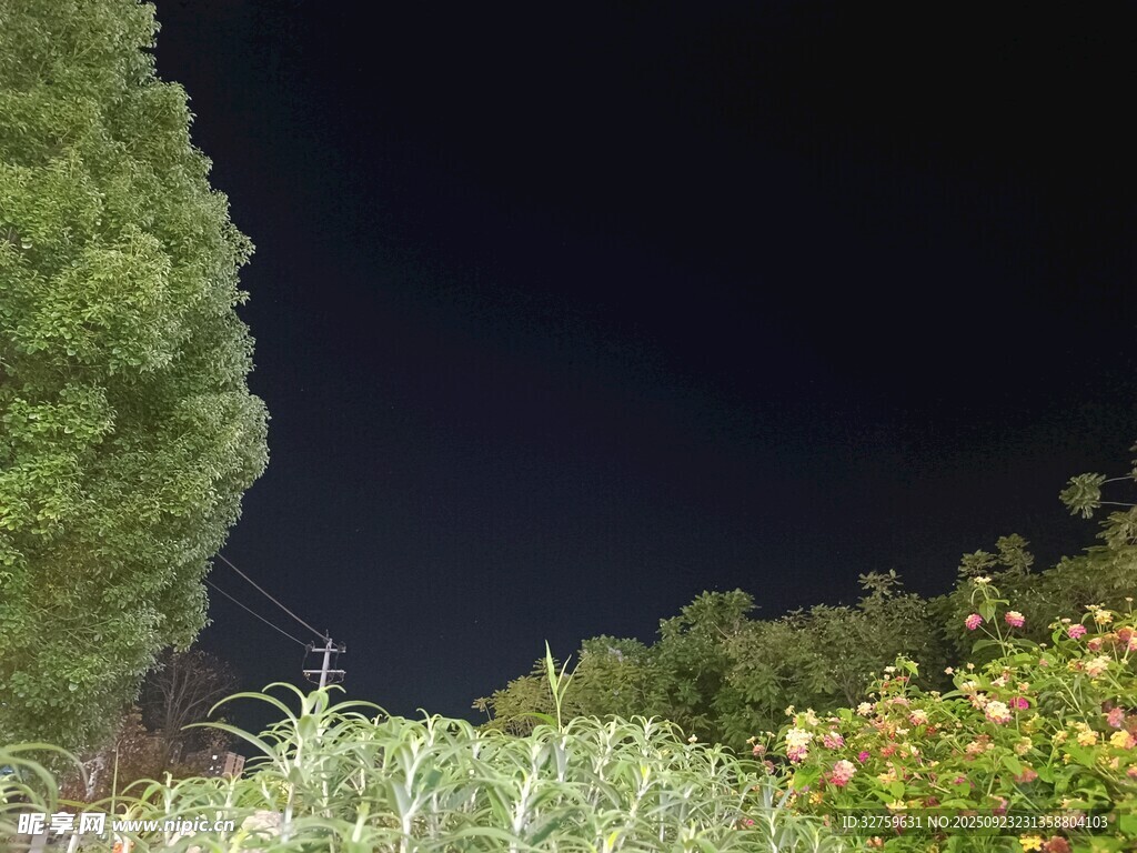 夜晚绿植花卉景致