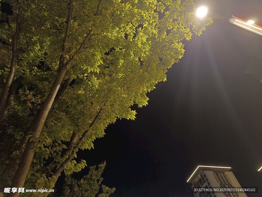 夜晚路灯下的葱郁树木