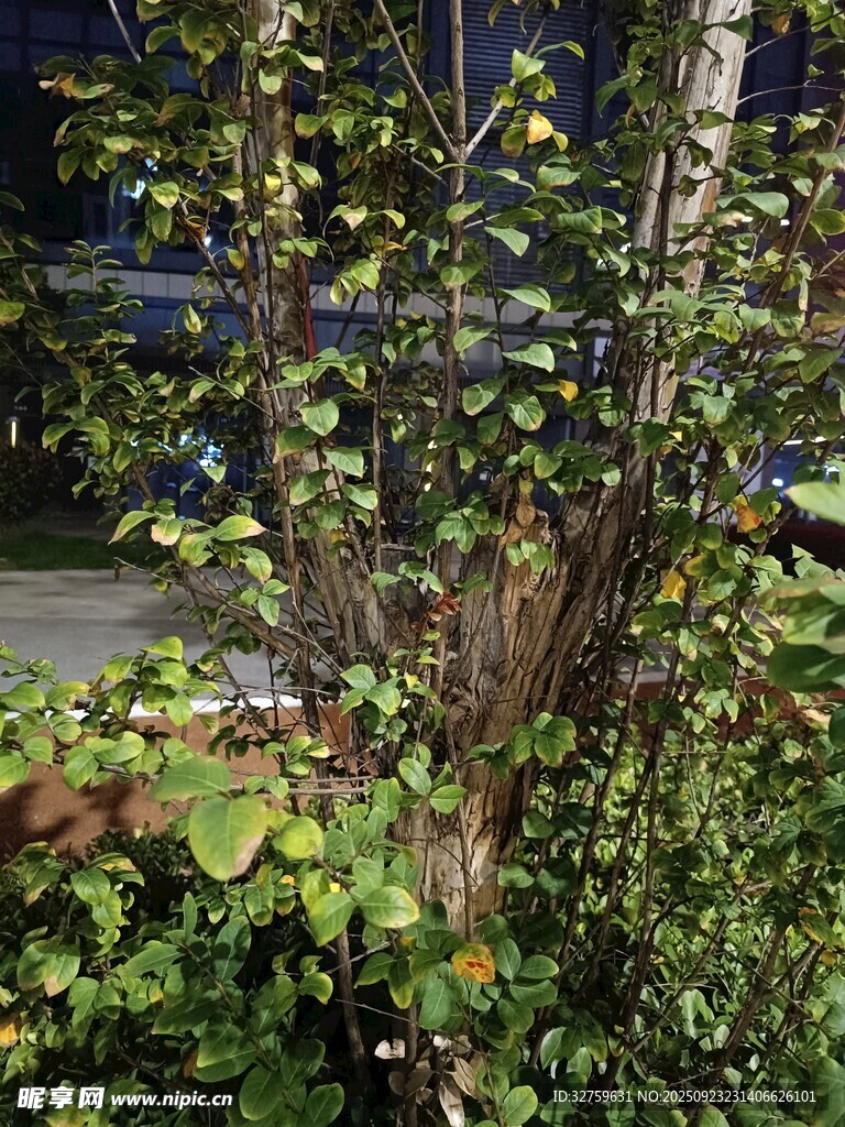 户外绿植景观