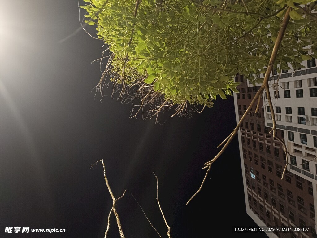夜空中的绿植与建筑物