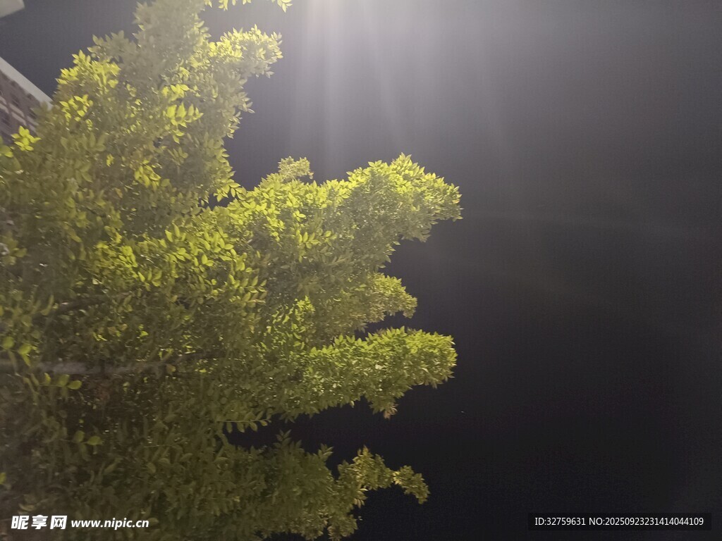 阳光穿透树叶的美好瞬间