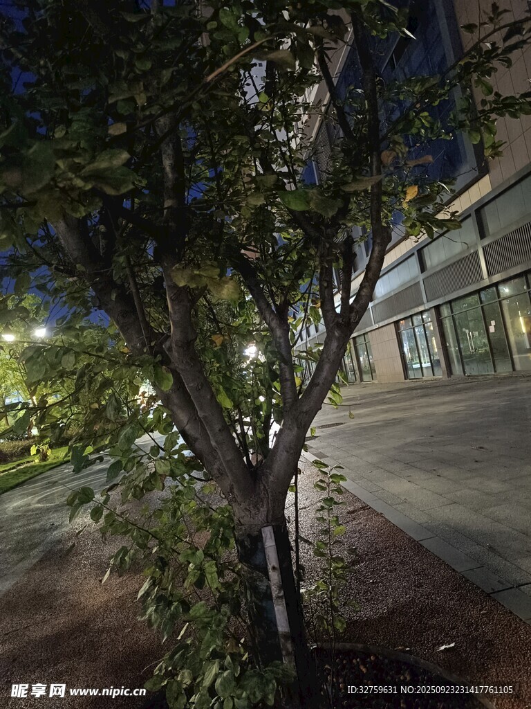 夜晚街道旁的树木与建筑