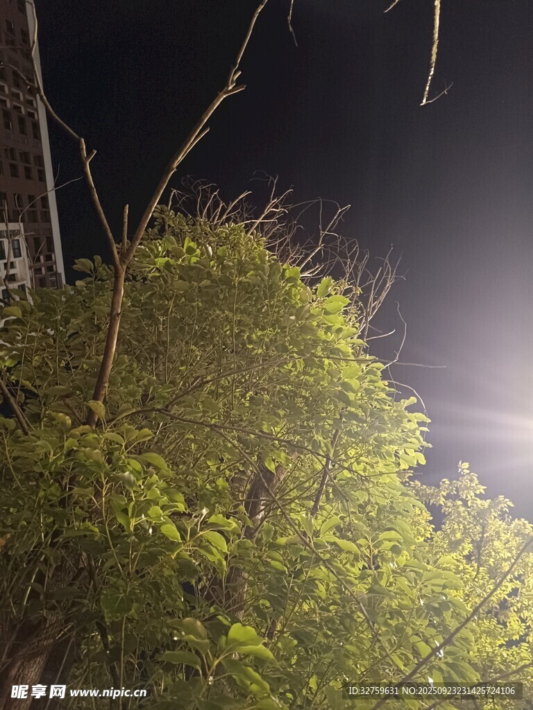 夜间绿植 