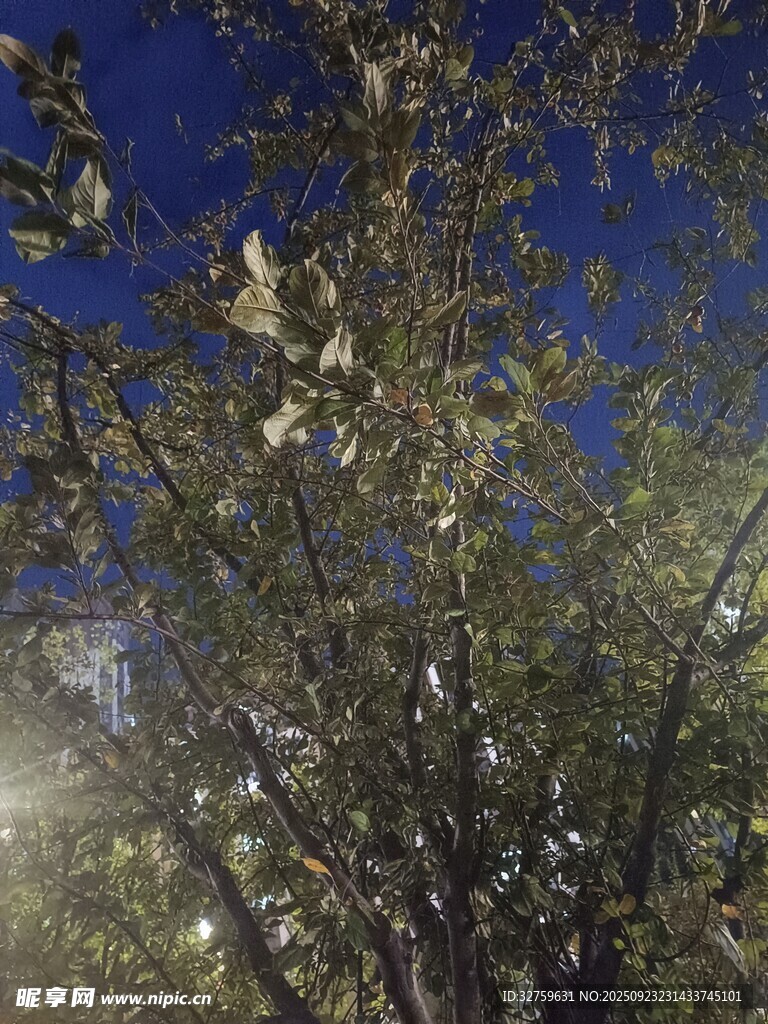 月光下的繁茂树木