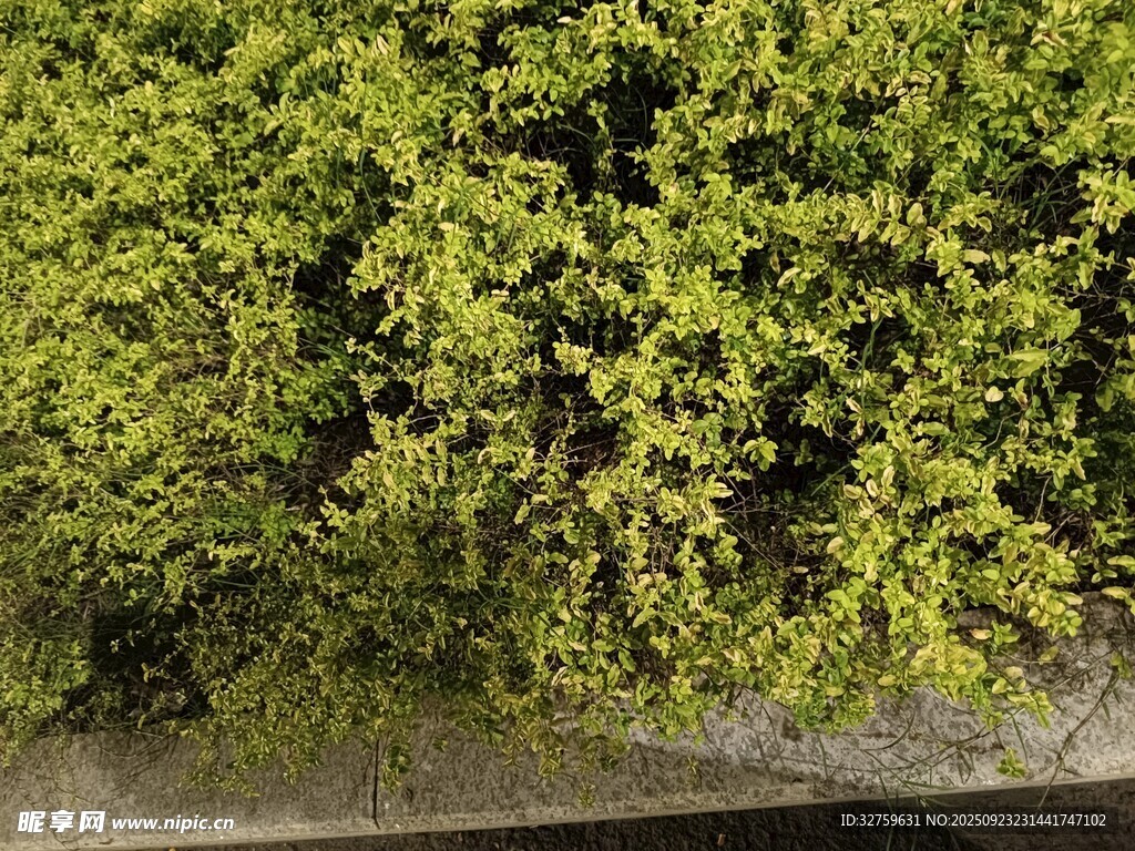 翠绿繁茂的绿植景观