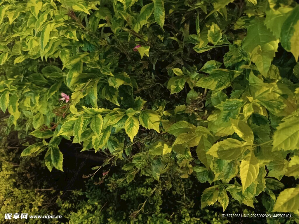 翠绿繁茂的树叶景观