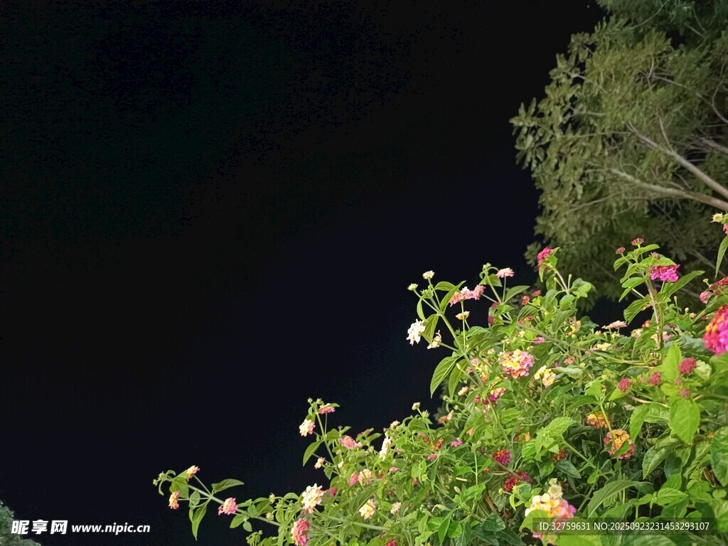 夜幕下的繁花绿植