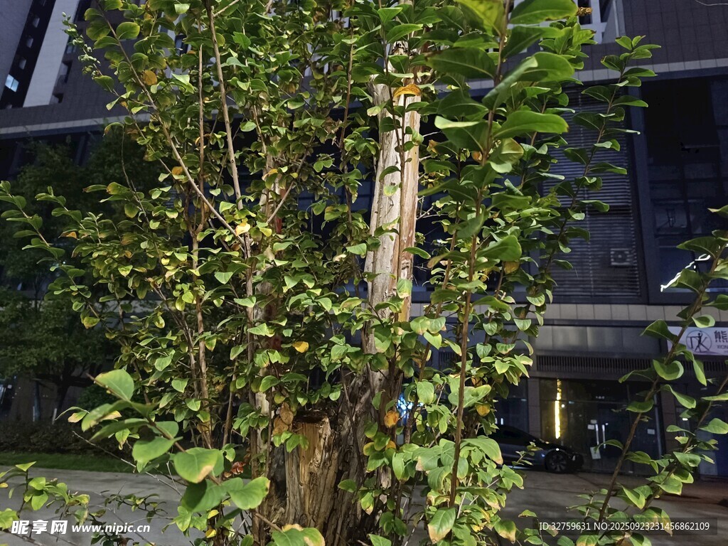 户外绿植景观