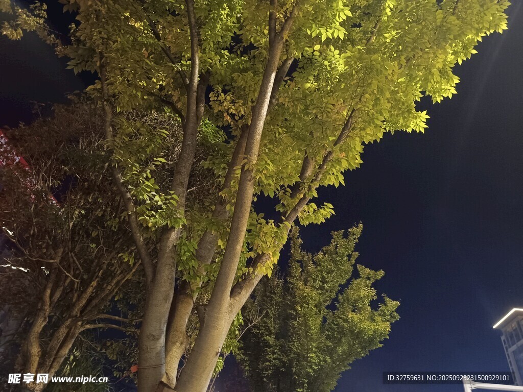 夜晚下的葱郁树木